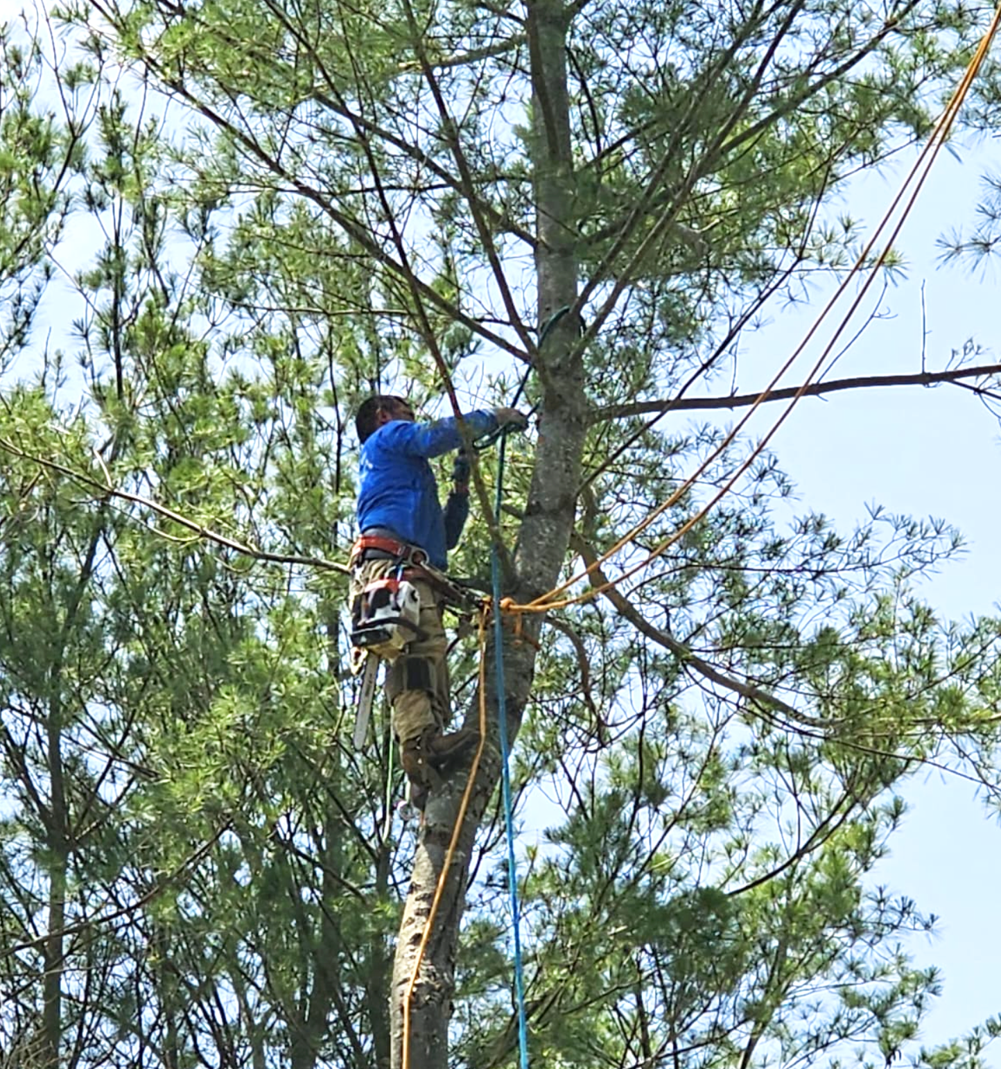 Home treeservice heroimage 1