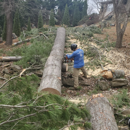 cuttingtree treeservices cuttingtree treeservices